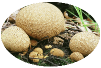 Scleroderma Citrinum