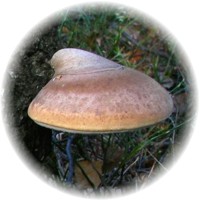 Fomitopsis Betulina
