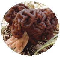 Gyromitra Esculenta