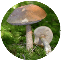 Boleto de Abedul - Leccinum Scabrum