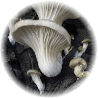 Pleurotus Ostreatus - Oyster Mushroom