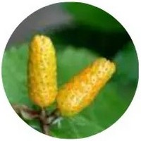 Kava Kava: Piper Methysticum