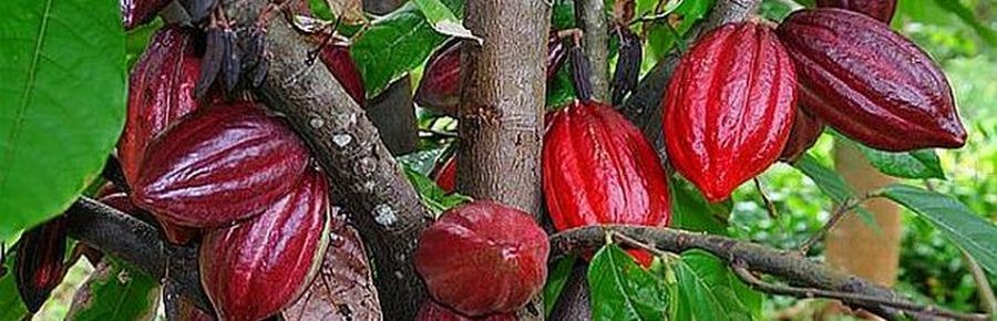 Cacao - Theobroma Cacao