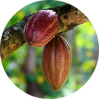 Cacao