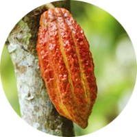 Cacao