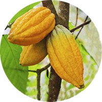 Cacao: Theobroma Cacao