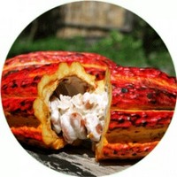 Manteca de Cacao: Theobroma Cacao