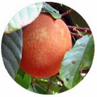 Cupuassu - Theobroma Grandiflorum