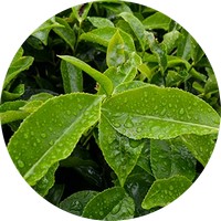 Teatree - Arbol del Té