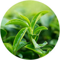 Green Thea - Te Verde