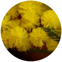 Acacia