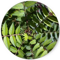Ailanthus Altissima