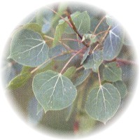 Alamo - Peuplier -Poplar - Populus Nigra