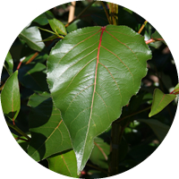 Alamo - Peuplier -Poplar - Populus Yunnanensis