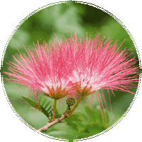 Albizia Julibrissin - Persian Silk Tree