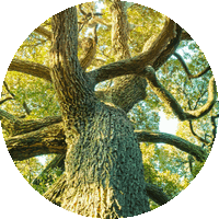 Alcanforero - Cinnamomum Camphora