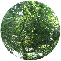 Alcanforero - Cinnamomum Camphora