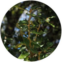 Alcanforero - Cinnamomum Camphora