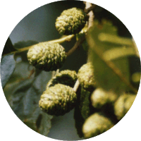 Aulne - Alnus Glutinosa