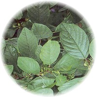 Green Alder - Alnus Viridis