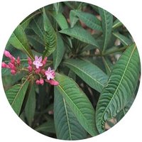 Alstonia Yunannensis