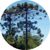 Pino de Parana - Araucaria