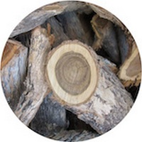 Brachylaena Hutchinsii