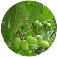 Pili Nut - Canarium Ovatum