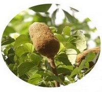 Swietenia Macrophylla