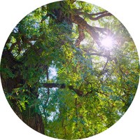 Caoba Tree - Blue Mahogany