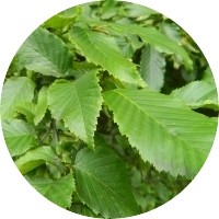 Hornbeam - Carpinus Betulus