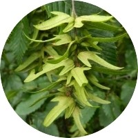 Carpe: Carpinus Betulus