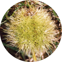 Castanea Dentata