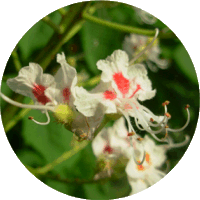 White Chestnut - Aesculus Hippocastanum
