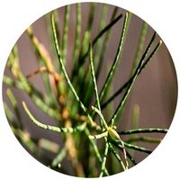 Casuarina Equisetifolia - She Oak