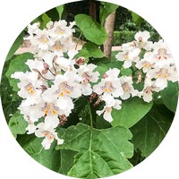 Catalpa