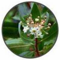 Catuaba Bark Extract