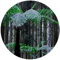 Taiwania Cryptomerioides - Cedro de Taiwan