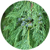 Chamaecyparis Nootkatensis