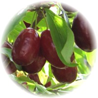 Cornus Mas - Cornelian Cherry