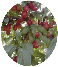 Cornus Mas - Cornelian Cherry