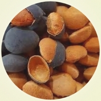 Velvet Tamarind - Dialium Guianensis