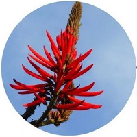 Erythrina Velutina - Erythrina Mulungu