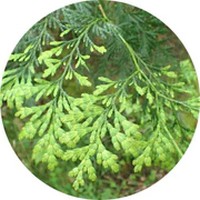 Siam Wood - Fokienia Hodginsii