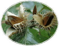 Haya - Fagus Sylvatica