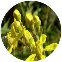 Heteropterys Angustifolia