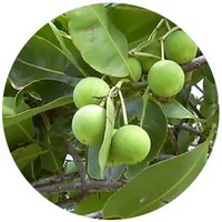 Karite - Butyrospermum Parkii - Shea Butter