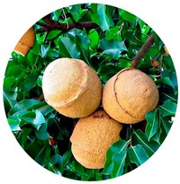 Lecythis Pisonis - Sapucaia