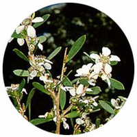 Leptospermum