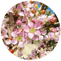 Leptospermum Squarrosum